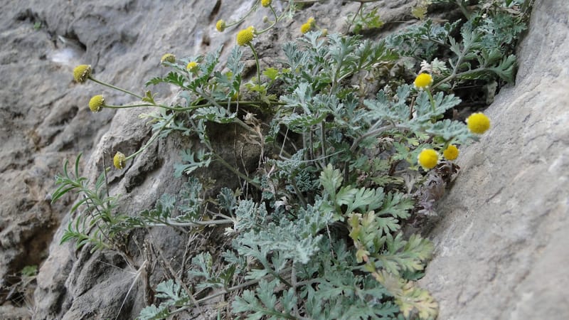 Matricaria, BE.10.8--Iraq. Kurdistan. Shakh-i Pira Magrun. Zewiya. 14 June 2010. 255 (10).jpg