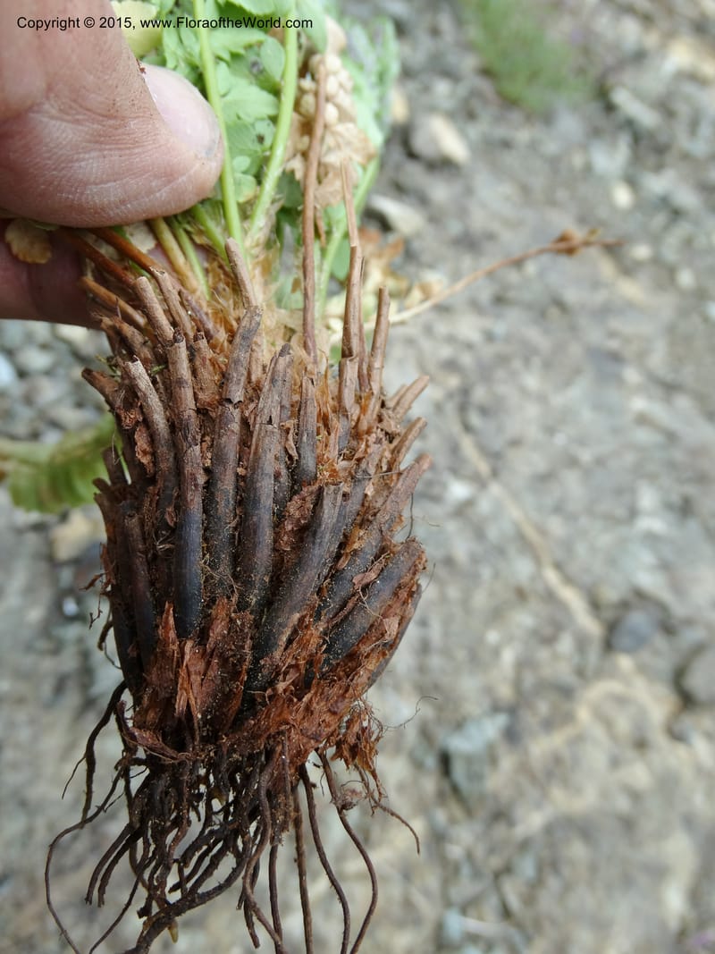 Polystichum scopulinum, Davidson, C 12631--ID. Idaho Co. Seven Devils Campground. 11 Aug 2014. DSC00412 (55).JPG