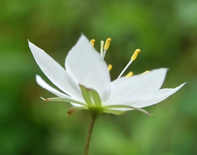 Trientalis europaea--Japan. Niigata. Sasagamine. Yu Memidaira. Forest Therapy Trail. 28 May 2016. DSC04970 (174).JPG