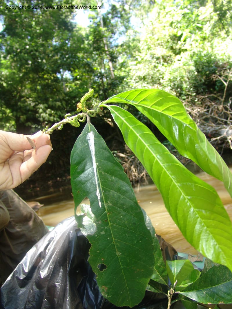 Sorocea, Farfan 774--Peru. Edo. Madre de Dios. Quebrada Loboyoc. 21 Oct 05. 266.jpg