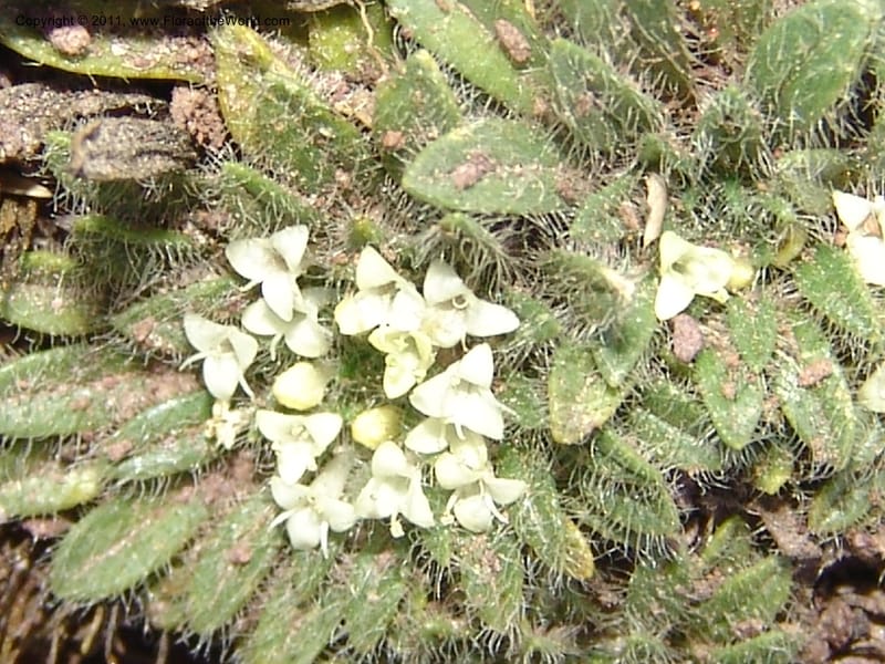 Valeriana, R. Vasquez 33191--Peru. Cusco. Calca. Abra de Chayna Puerto. 3 Nov 07. 184 (15).jpg