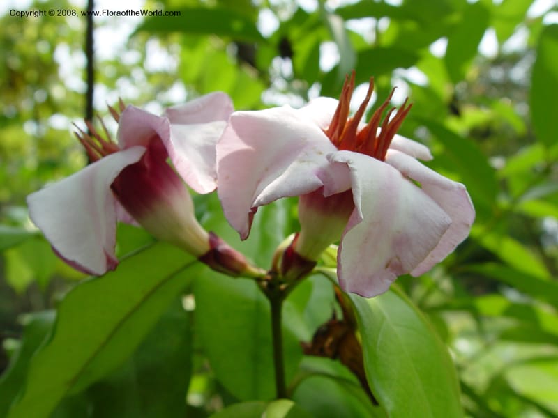 Strophanthus gratus--Cameroon. Limbe Botanic Garden. 4 Dec 03. 157.jpg
