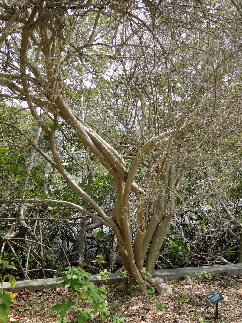 Forestiera segregata--Florida. Marie Selby Gardens, Sarasota. 16 March 2010. 193 (8).jpg