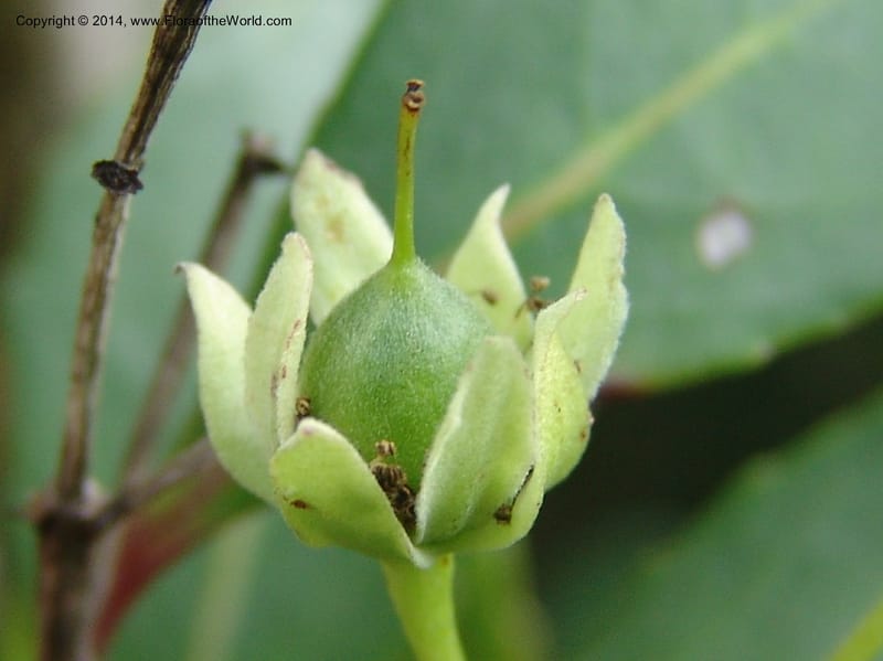 Pseudoscolopia polyantha--So.Africa. E. Cape. Umtamvuna Nat. Res. 11 Mch 05. 118.jpg