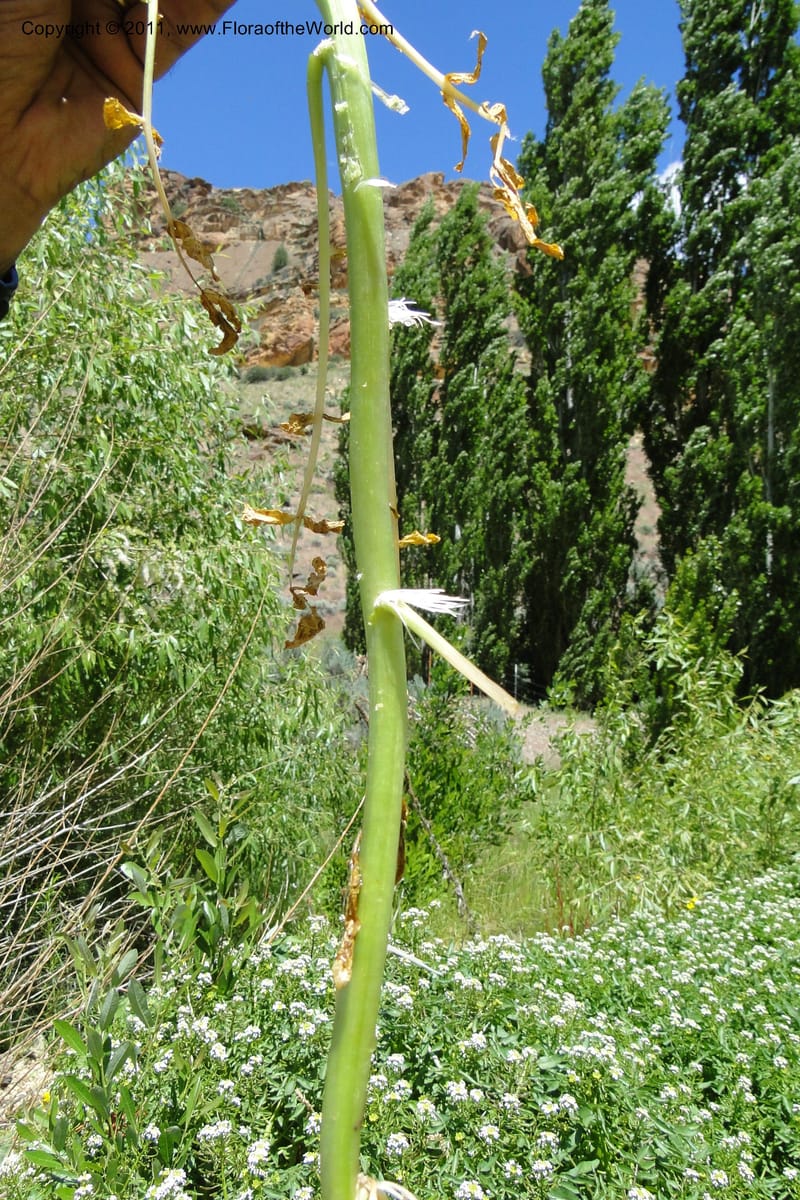 Nasturtium officinale, C. Davidson 11853--Oregon. Malheur Co. Leslie Gulch. 30 June 2011. 229 (6).jpg