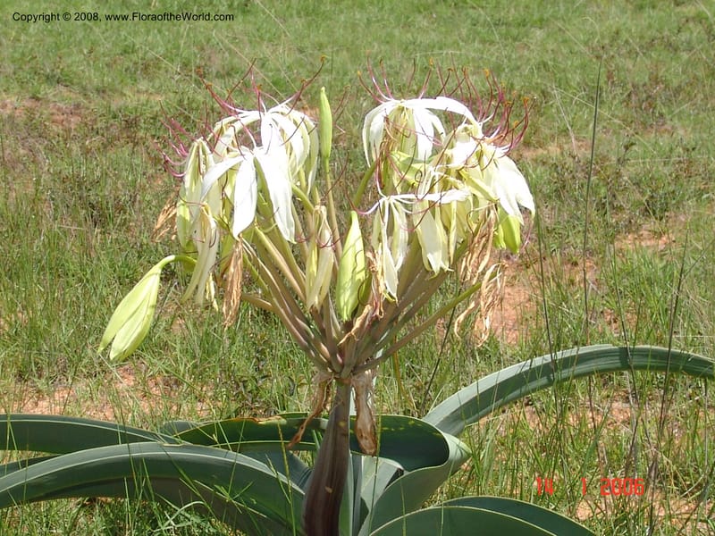 Crinum, not coll.--Madag. Prov. Fianar. 5 km SW of Ilakaka. 14 Jan 06. 003.jpg