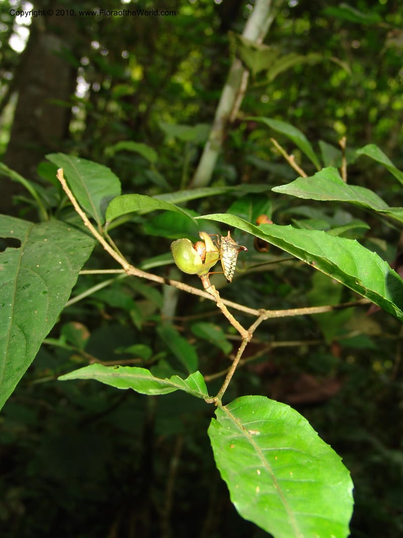 Rinorea, Croat 96202--Ecuador. Edo. Guaya. Manglares Churute Ecol. Res. 21 Mar 06. 108.jpg