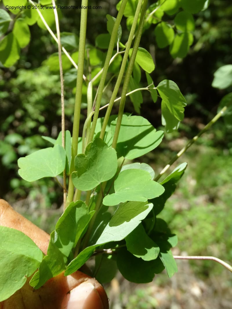 Thalictrum clavatum, Davidson, C 12989--North Carolina. Clay Co. Perry Gap Rd, Barnard's Cr. 13 May 2015. DSC04860 (277).JPG