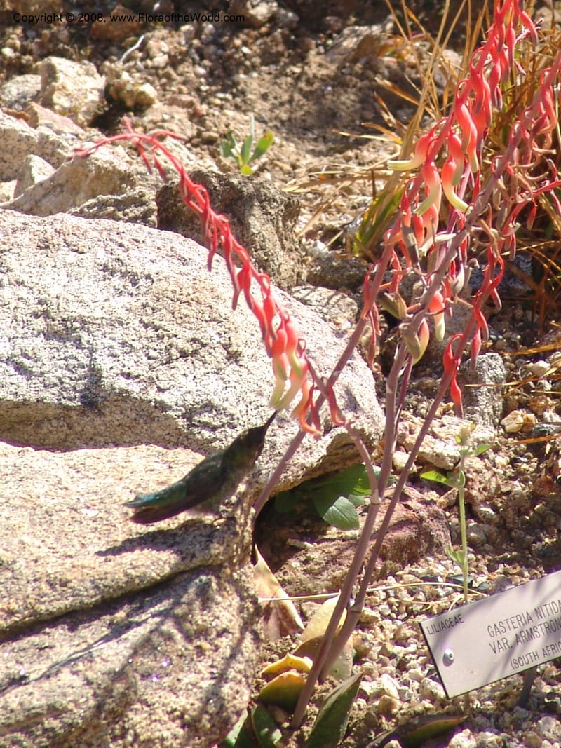 Gasteria nitida v. armstrongii,32.1092--CA. UC Berkeley Bot. Garden. 2 Jul 07. 006.jpg