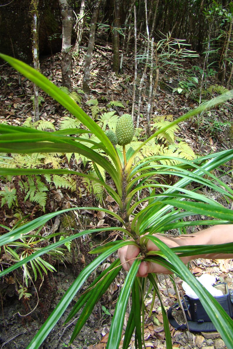 Freycinetia, M. Callmander 774--New Caledonia. Upper Tene River Valley. 19 Jan 2010. 377 (156).jpg