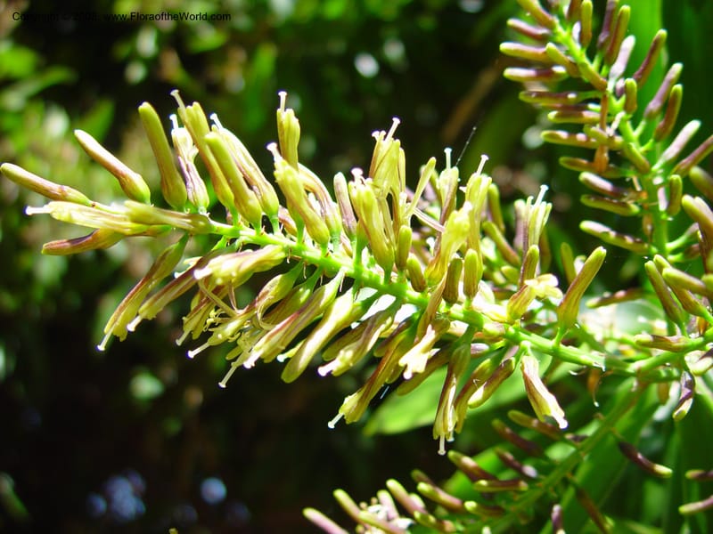 Dracaena reflexa--FL. Fairchild Tropical Gard. 6 Apr 03. 159.jpg