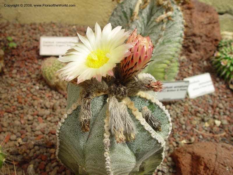 Astrophytum myriostigma--Italy. Tuscany. Univ. Firenze, Giard. dei Simplici, Florence. 22 May 03. 001.jpg