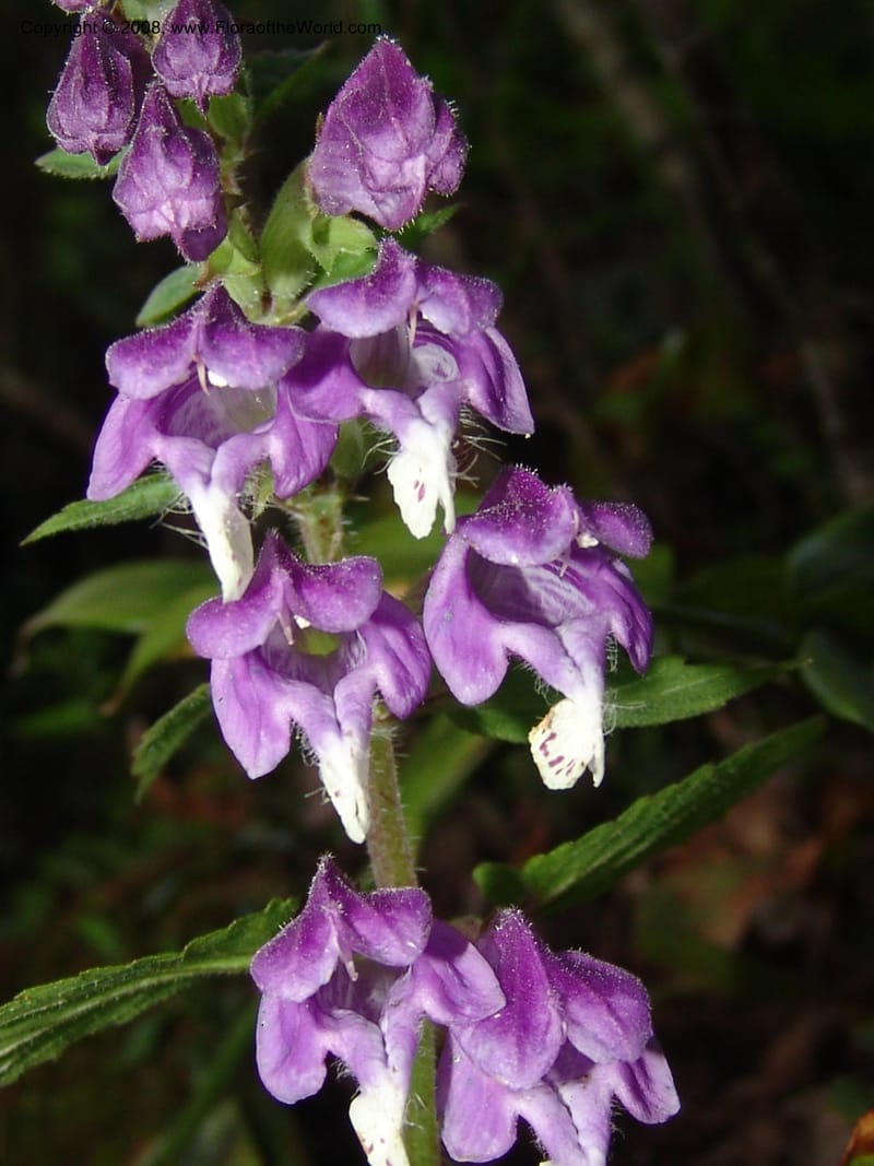 Scutellaria cochinchinensis--China. Jiang Xi. Lushan Botanical Garden. 21 Apr 07. 156.jpg
