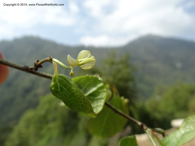 Sabia, Boufford, D 43677--China. Sichuan. GuoBaYan, HanBaiYu Shan. 12 May 2014. DSC05373 (46).JPG