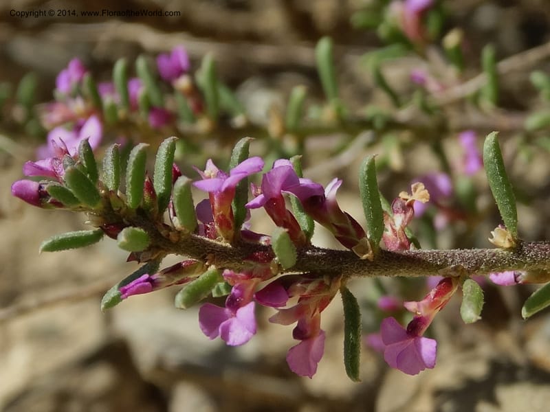 Muraltia satureioides, Davidson, C 12304--South Africa. Western Cape. De Hoop Nature Res. 22 Jan 2014. DSC01681 (79).JPG