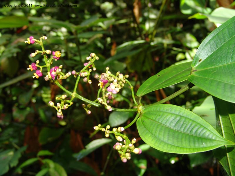 Miconia, Croat 95119--Ecuador. Prov. Esmeraldas. Alto Tambo. 21 Feb 05. 089 (8).jpg