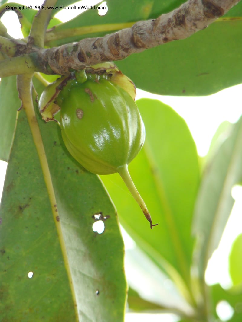 Strasburgeria robusta, JMunzinger4877--New Caledonia. Monts Dzumac. 20 Nov 07. 127.jpg