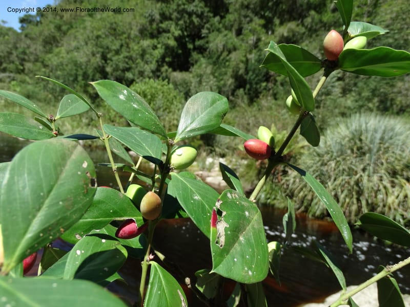 Acokanthera oppositifolia, Davidson, C 12290--South Africa. Western Cape. Karatara River. 21 Jan 2014. DSC00950 (256).JPG
