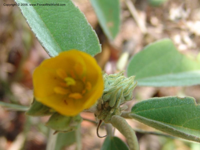 Melhania acuminata--So.Africa. Mpumal. twd Rietfontein. 16 Mch 05. 429.jpg