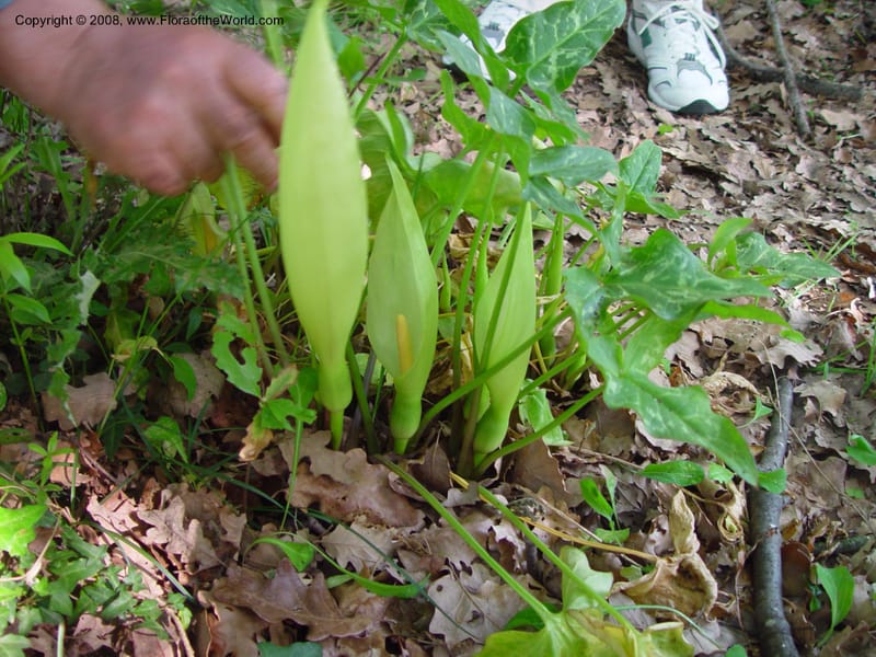 Arum italicum--Italy. Abruzzo. Ris. Torino di Sangro. 5 May 03. 144.jpg