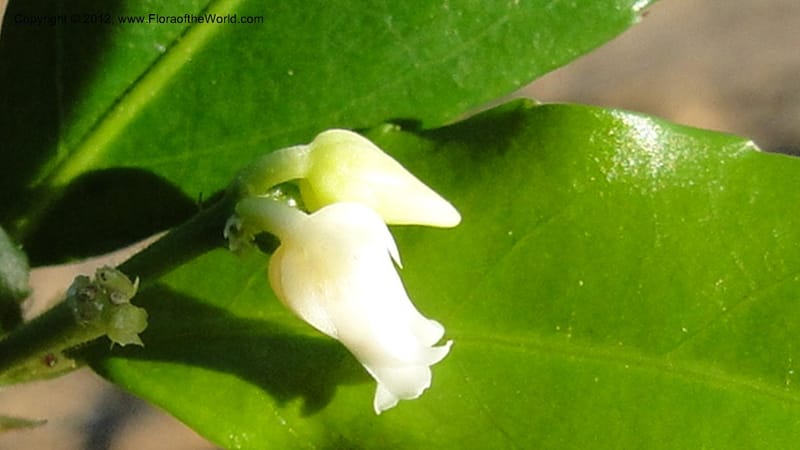 Rinorea angustifolia, N. Manjato 151--Madagascar. Mania River. 1 May 2010 159 (24).jpg