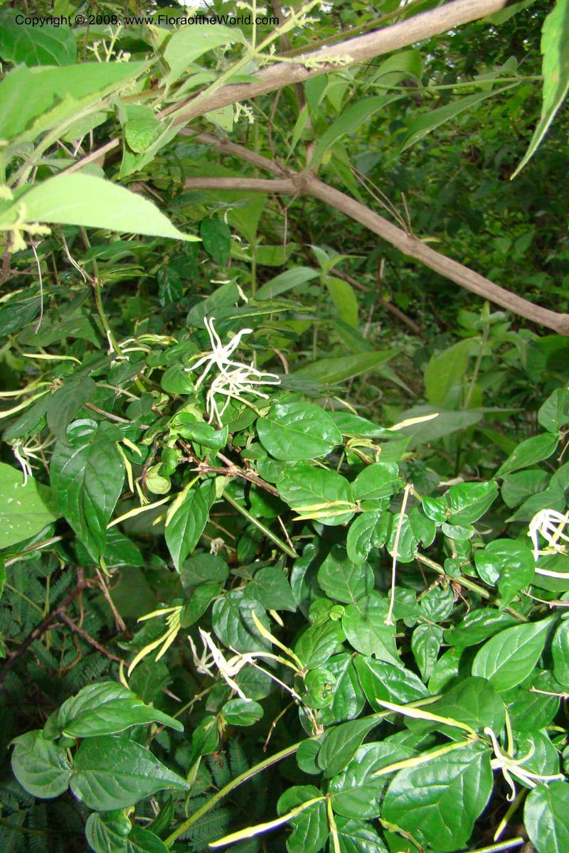 Jasminum streptopus, RGereau7007--Tanz. Mbeya Rural Distr. Pungaluma Hills. 23 Jan 08. 259.jpg