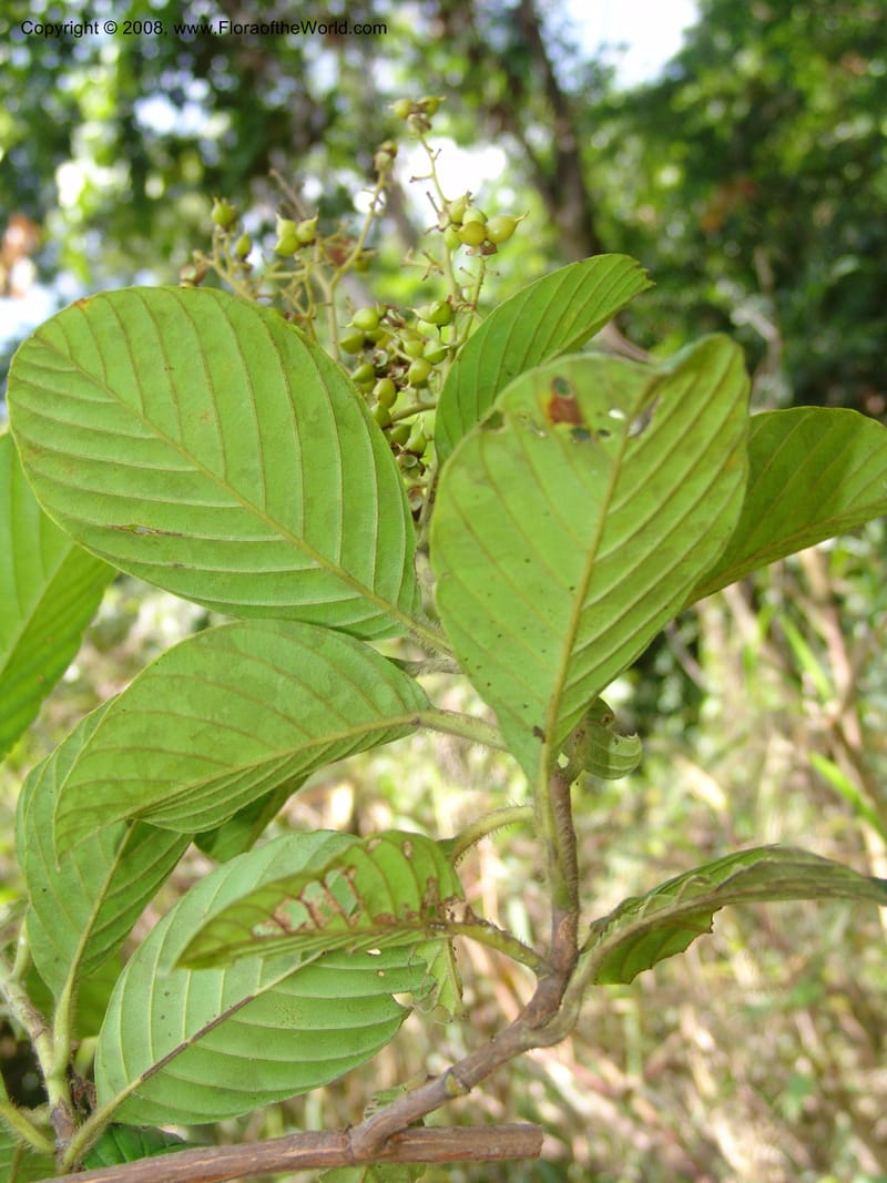 Tetracera, MLeal1145--Gabon. Prov. Ogooue-Iv. Res. Lope. Sommet Main. 19 Apr 06. 271.jpg