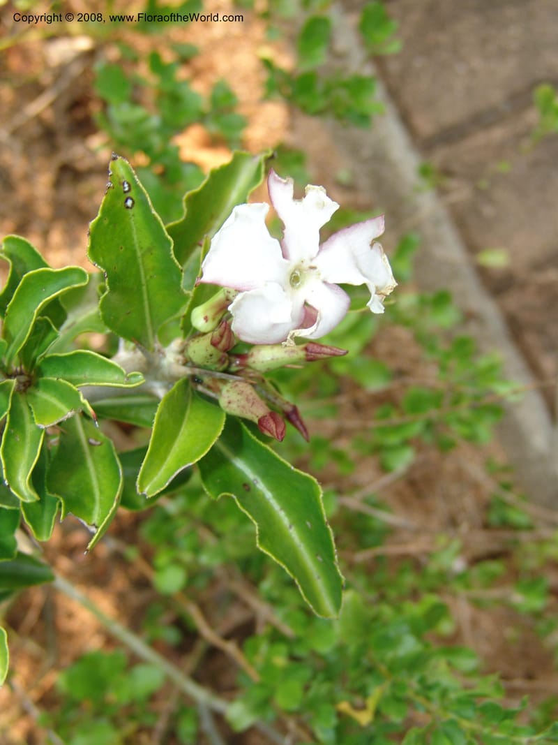 Pachypodium saundersii--So.Africa. Lowveld Nat. Bot. Gard. 14 Mch 05. 269.jpg