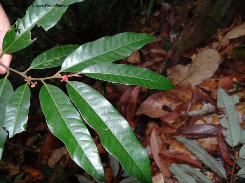 Knema, S.98854--Malaysia, Sarawak.. Bot. Res. Center, Semengoh. 26 Mar 2012. DSC05403 (64).JPG