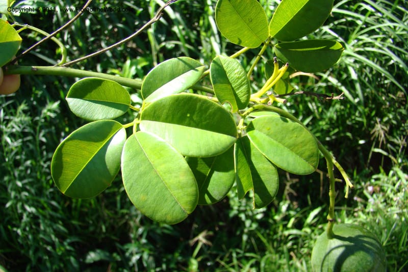 Deidamia, Rogers 1213--Madagascar. Prov. Fianarantsoa. Ifanadiana. 12 Jan 09. 102.jpg