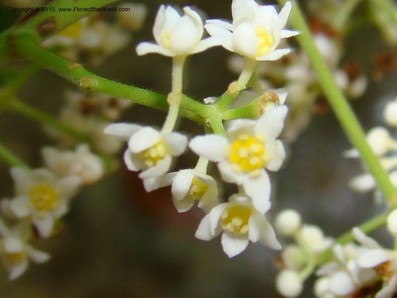 Nectandra purpurea, B. Hammel 24683--Costa Rica. Prov. Limon. Selva Bananito Lodge. 13 Apr 08. 229 (5).jpg