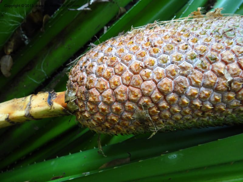 Pandanus kamiae, Callmander 1016--Malaysia, Sarawak. Bako Nat. Park. Lintang Trail. 30 Mar 2012.  NDSC06186 (153).JPG