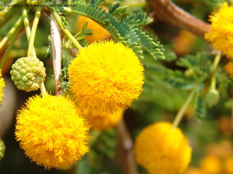 Acacia farnesiana--Bolivia. La Paz. Send. Aguila. 4 Dec 04. 079.jpg