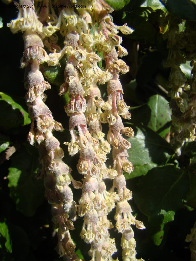 Garrya elliptica, C. Davidson 11826--CA. Moonstone Beach. 26 Jan 2011. 012 (6).jpg
