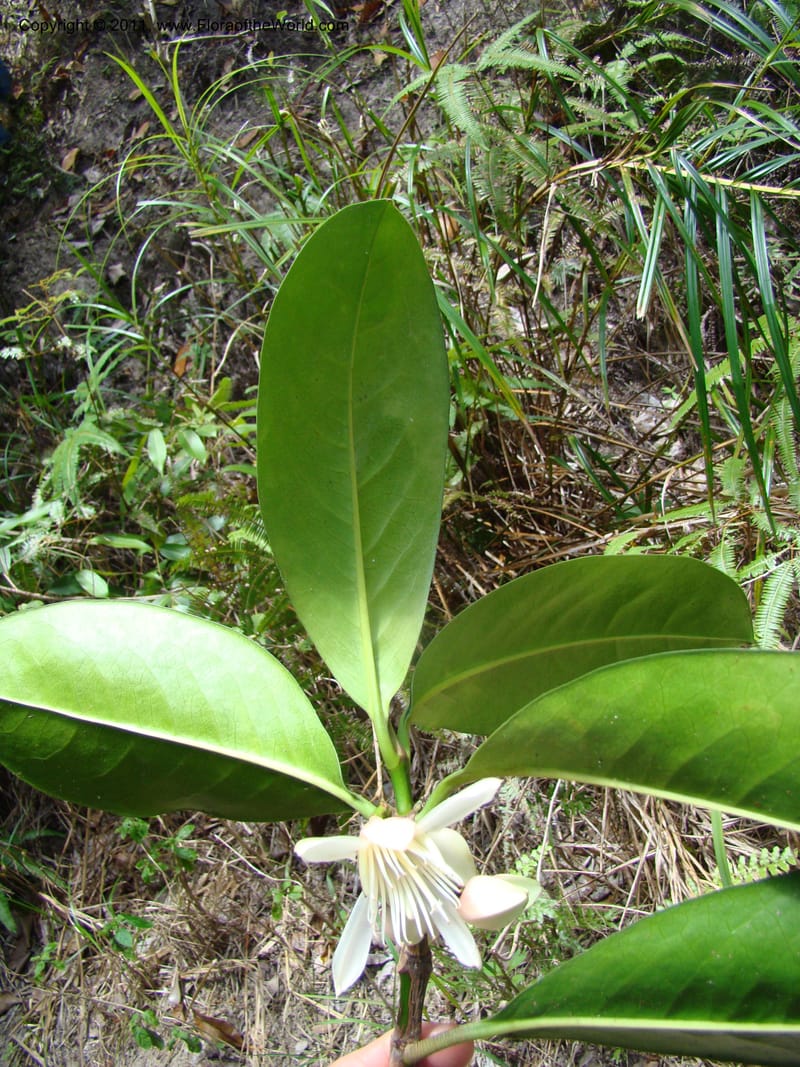 Crossostylis grandiflora,  Munzinger, J 4754--New Caledonia, Prov N, Les Trois Creeks,  13 Nov 2007, 024 (3).jpg