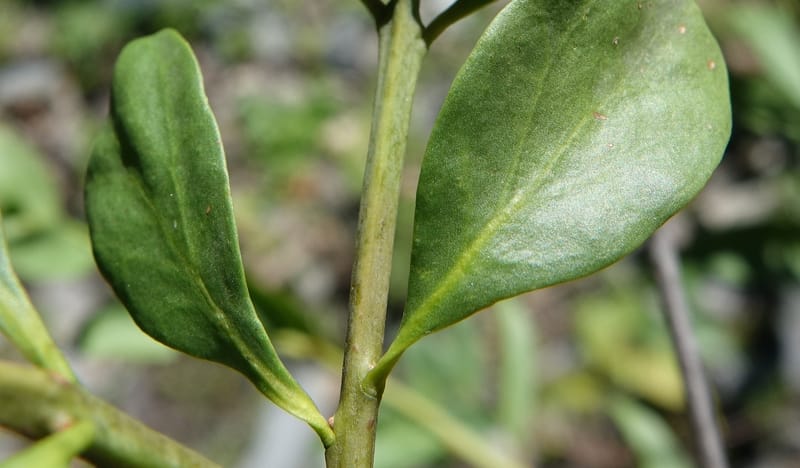 Taxillus delavayi var. delavayi, D. Boufford 43988--China. Sichuan. Yibailingba-gou. 12 Aug 2017. DSC04660 (560).JPG