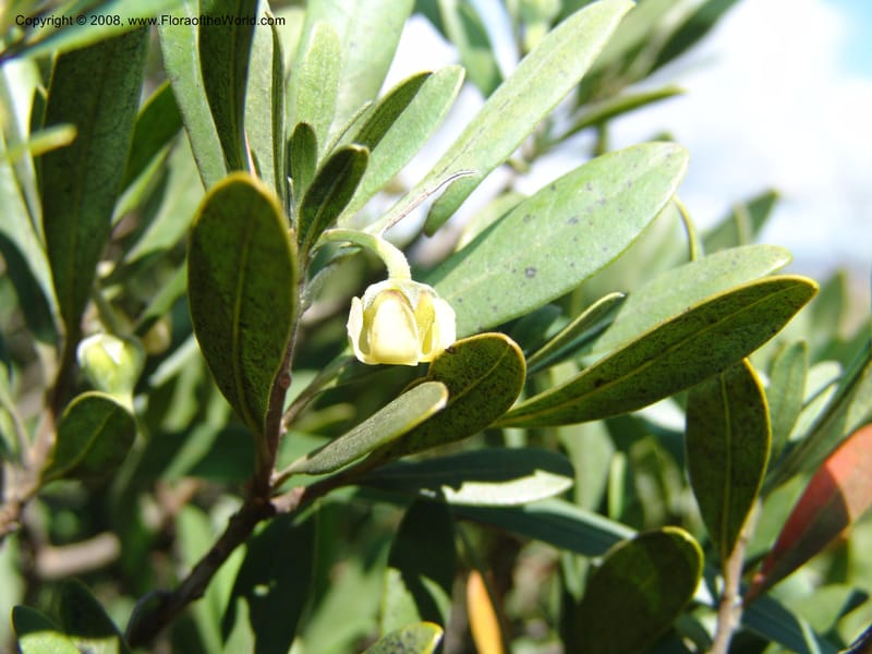Diospyros dichrophylla--So.Africa. E. Cape. Waringham Farm, Quanti Area, Stut. 8 Mch 05. 132.jpg