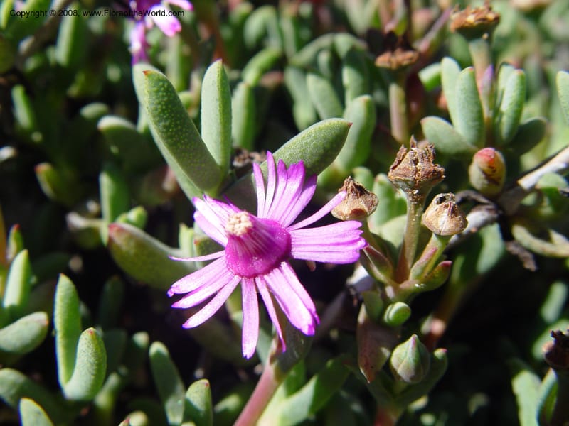 Ruschia caroli, 95.0431--CA. UC Berkeley Bot. Gard. 10 Feb 04. 006.jpg