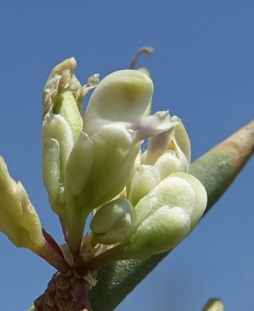 Bredemeyera colletioides, Fortunato 13068--Argentina. Hwy 60, rocky river channel. 3 Feb 2018. DSC08172 (70).JPG