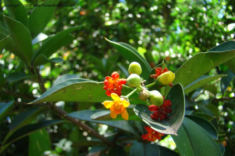 Jacquinia aurantiaca--South Africa. Durban Botanical Garden. 30 Jan 09. 084.jpg