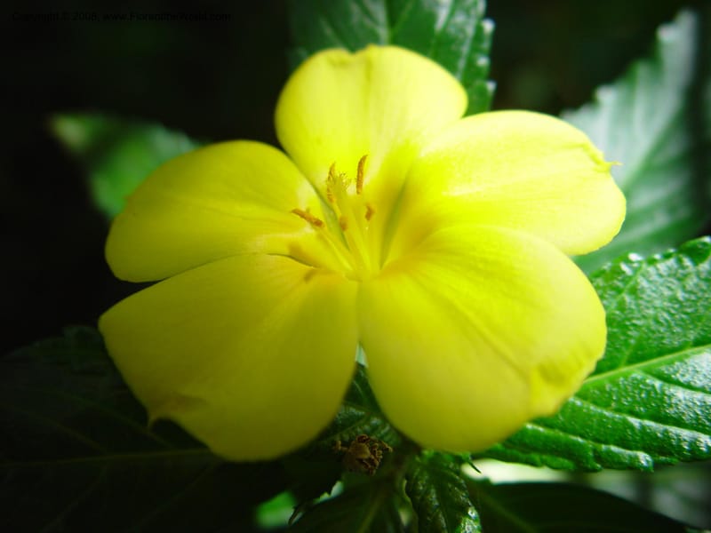 Turnera ulmifolia--Costa Rica. INBio Parque, San Jose. 29 Mch 03. 099.jpg