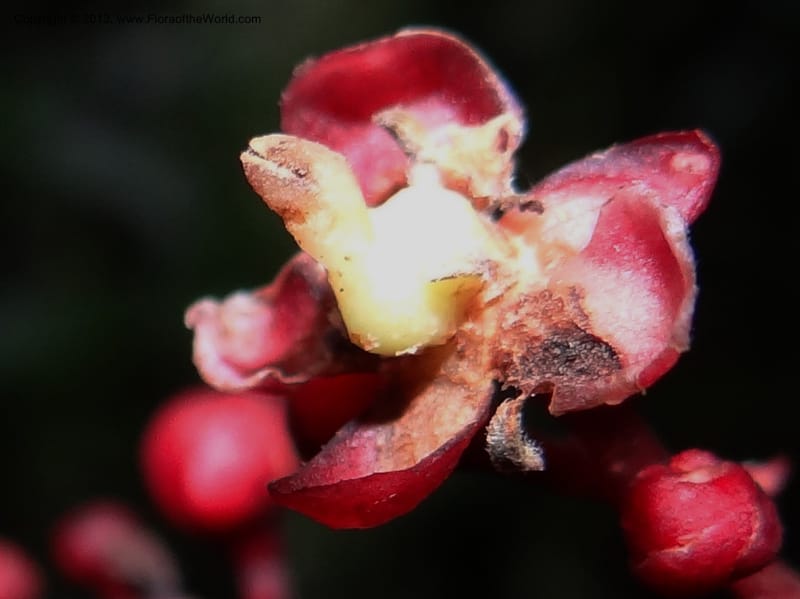 Lepisanthes, Buerki, S 327--Malaysia, Sabah. Mt. Kinabalu. 5 Apr 2012. DSC06767 (183).JPG