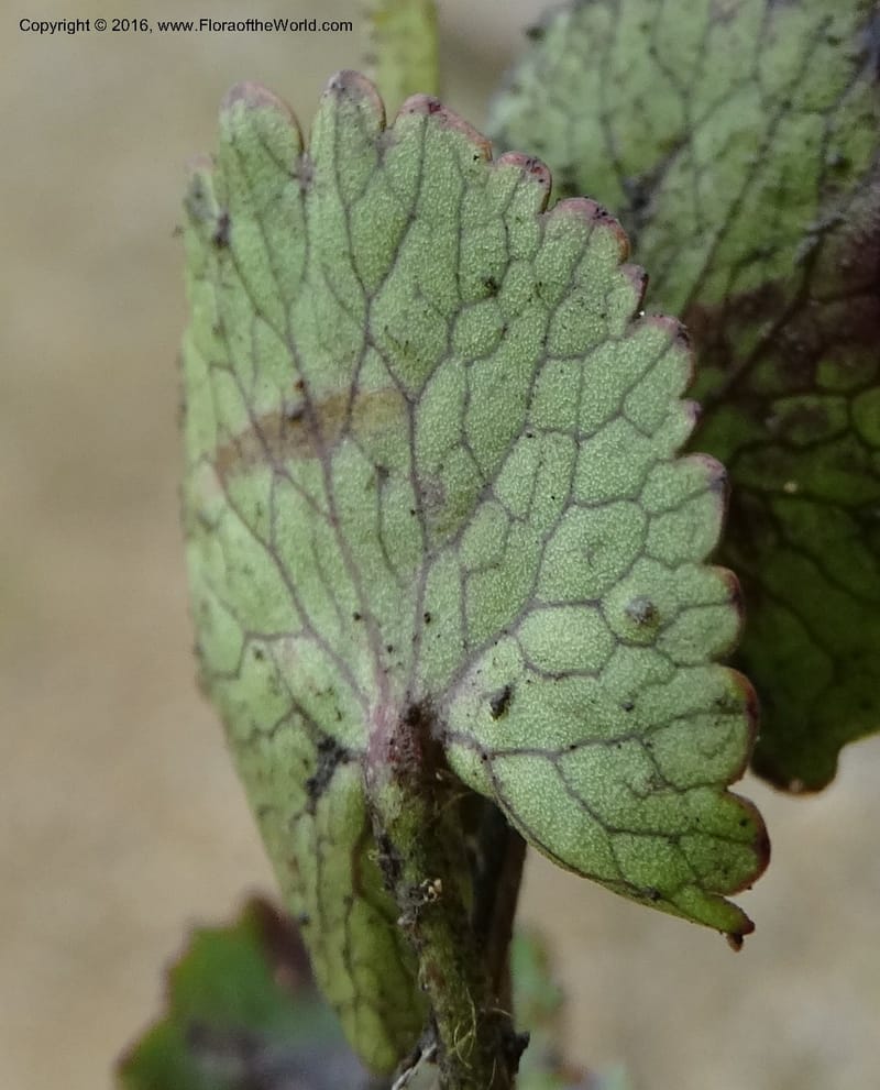 Ranunculus, Ulloa, C 2536--Ecuador. P. N. Cajas. Tres Cruces. 28 Apr 2015. DSC03499 (182).JPG