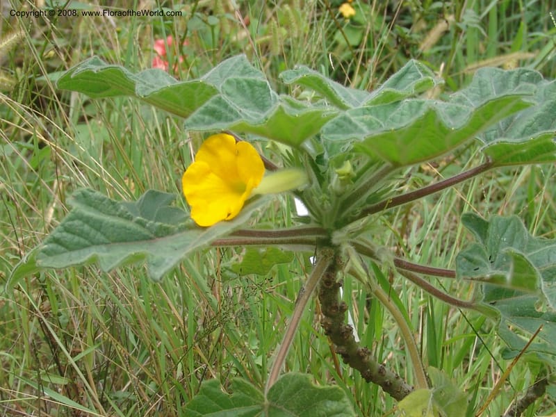 Uncarina roecosiliana--So. Africa. Mpumalanga. Karino, Whyte Thorne Garden. 19 Mch 05. 169.jpg