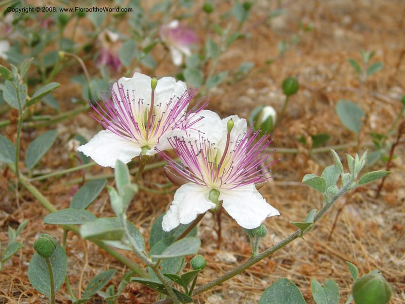 Capparis sicula ssp sicula--Crete. Btwn Almerida and Kalives. 26 May 05. 015.jpg
