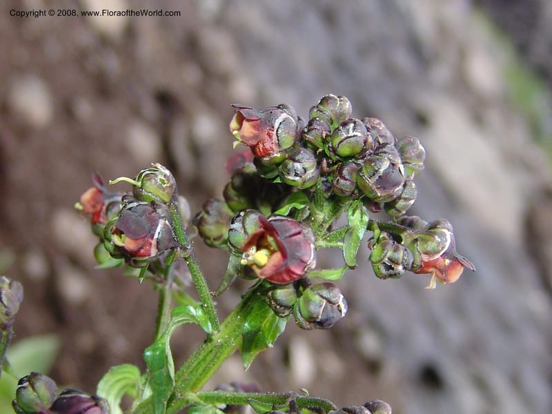 Scrophularia ilvensis--Georgia. Vic. of Tskhrats'karo Pass. 7 Jun 05. 260.jpg