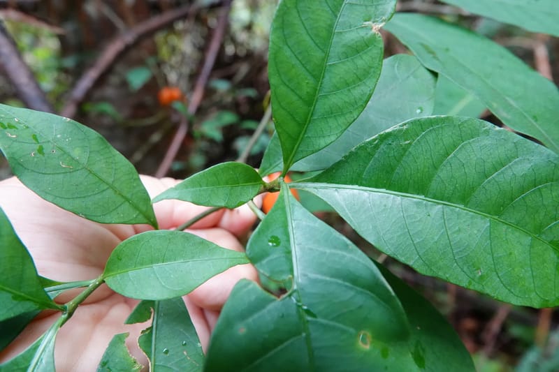 Tabernanthe iboga, C. Davidson 13949--Gabon. Mondah. Arb Raponda Walker. 4 Nov 2018. DSC01949 (93).JPG