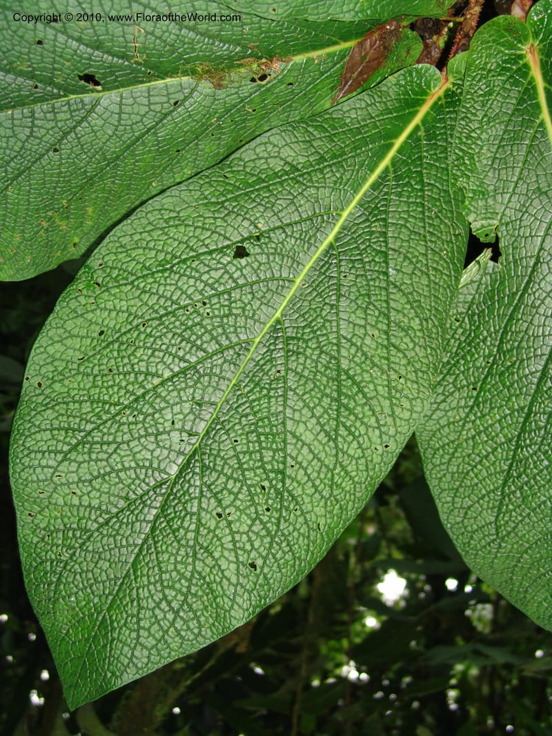 Piper, Croat 96073--Ecuador. Edo. Los Rios. Cerro Samama, SW of Pita. 18 Mar 06. 184 (1).jpg