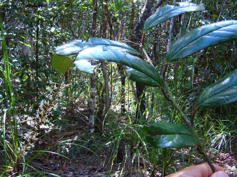 Citronella, P. Lowry 7215--New Caledonia. 618 (13).jpg