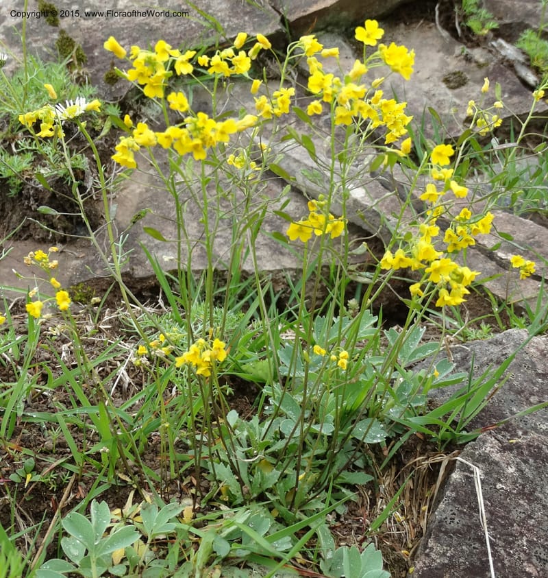 Draba hispida, Davidson, C 12492--Georgia (Caucasus). Koslitavi, branch of Merisi Gorge. 11 Jun 2014. DSC08456 (151).JPG